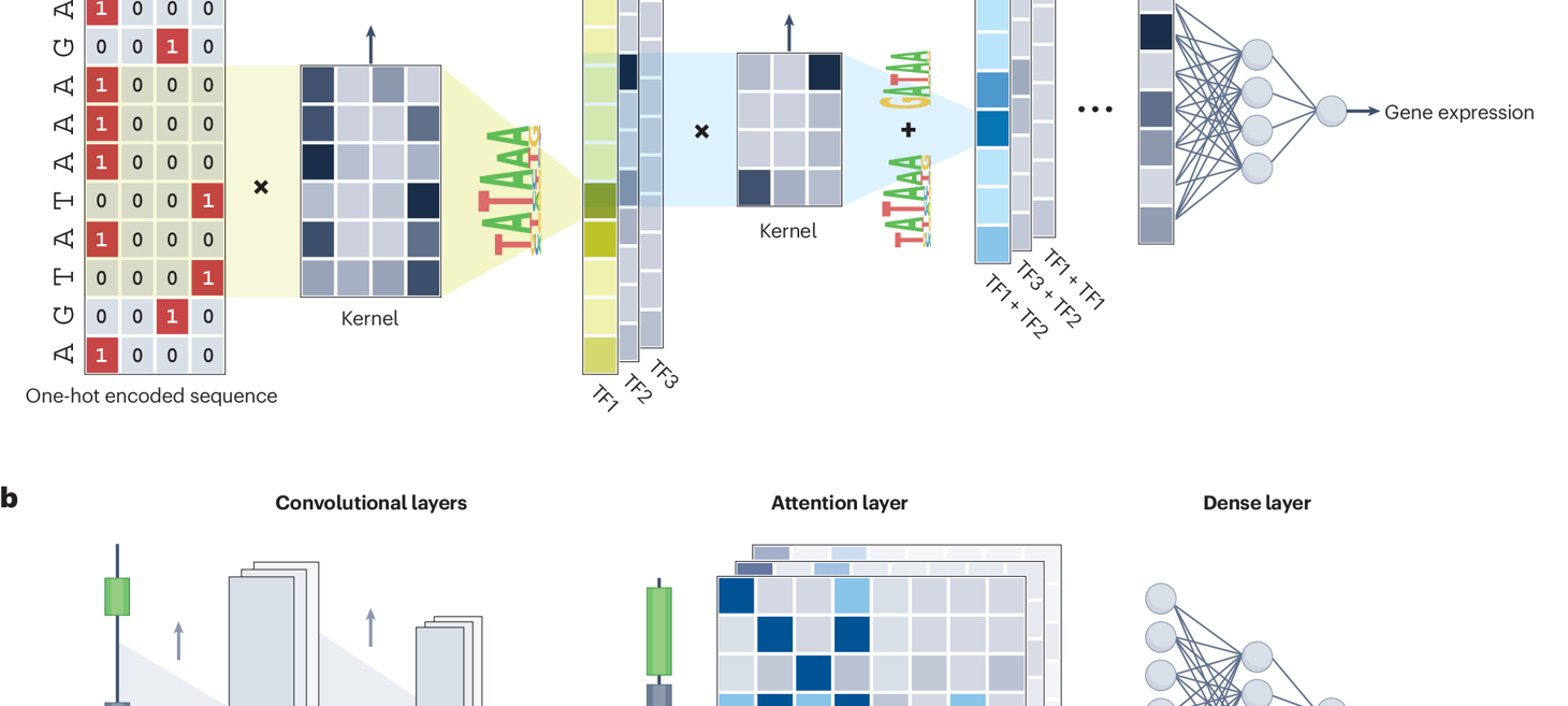 Predicting gene expression from DNA sequence using deep learning models